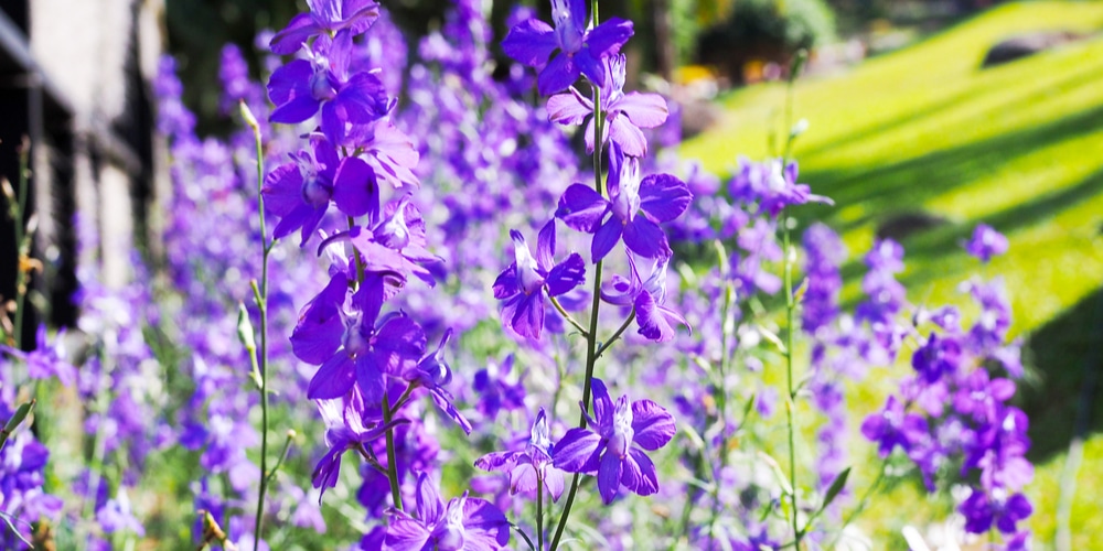 How to Grow Lobelia From Seed