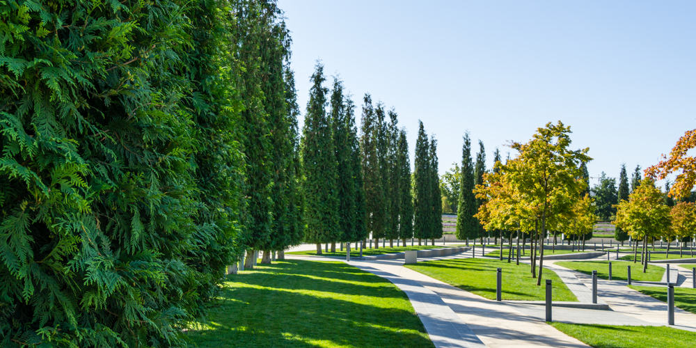 Green Giant Arborvitae Spacing