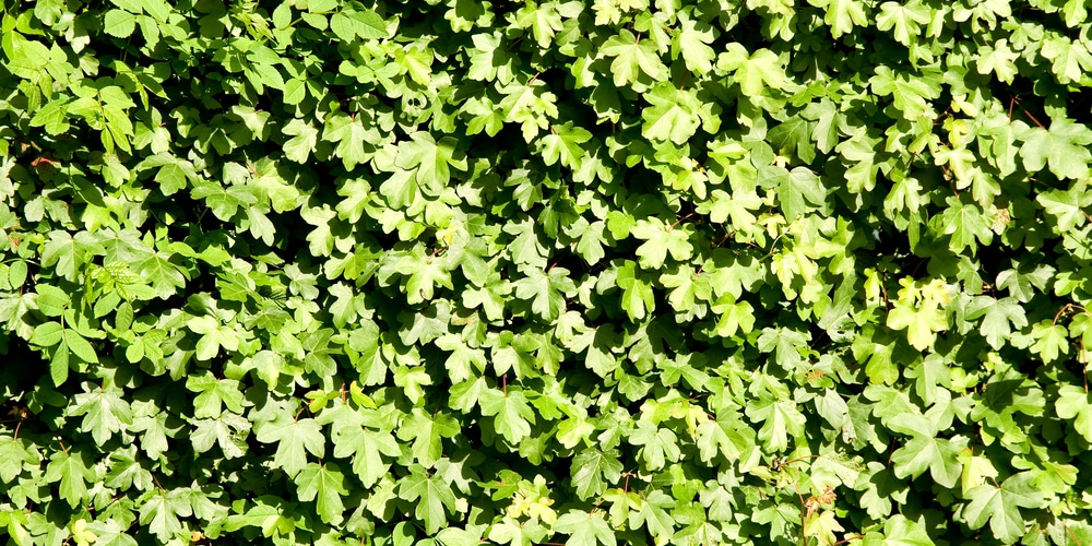 Shade Trees That Grow In Clay Soil