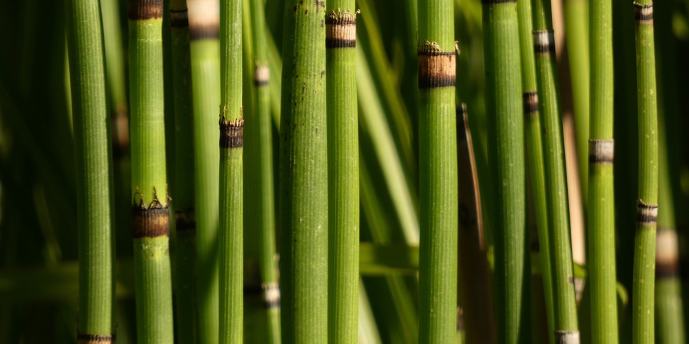 Does Horsetail Reed Grow In Shade