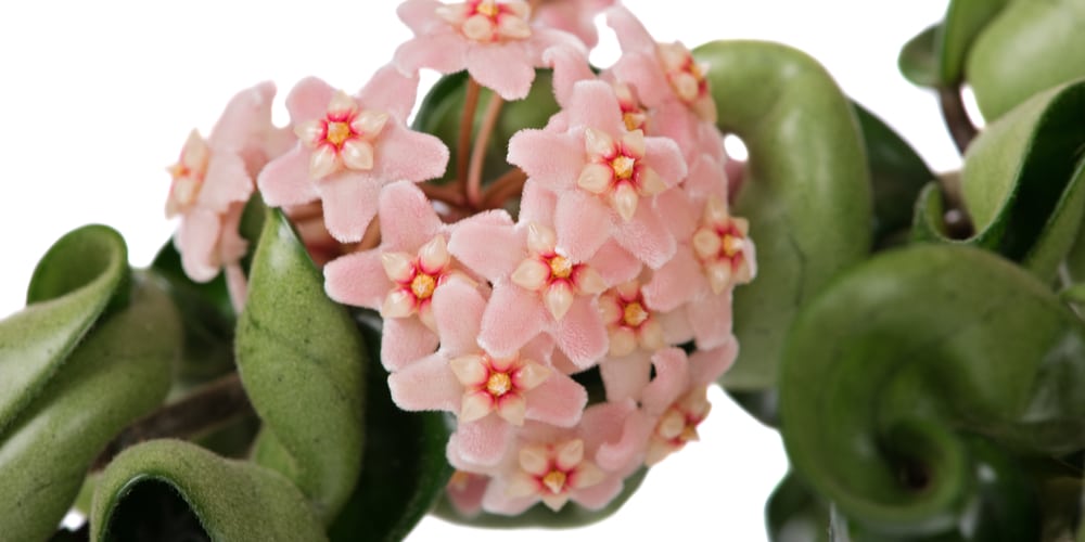 Hoya Compacta