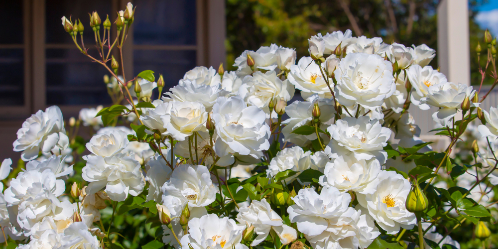 Roses for Zones 7 and 7 B