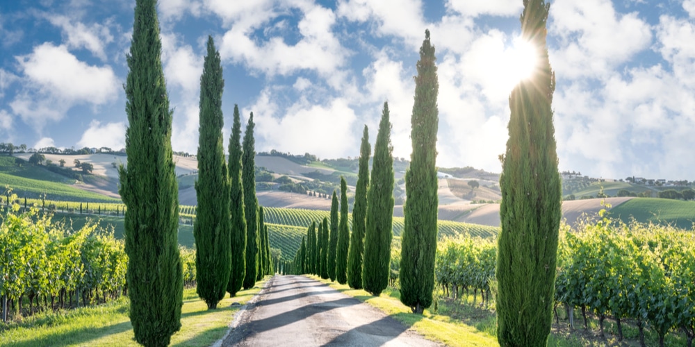 Privacy Cypress Trees