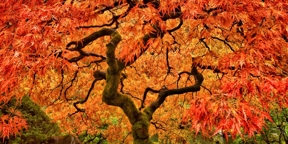 Japanese maple flowers