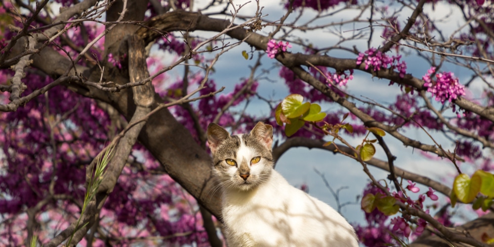 are lilacs poisonous to cats