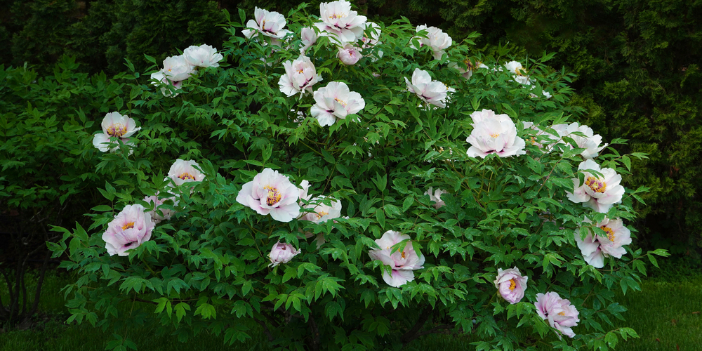 when to plant peonies in utah