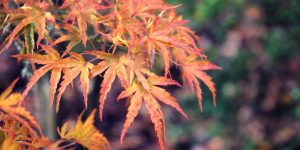 will my japanese maple come back after frost