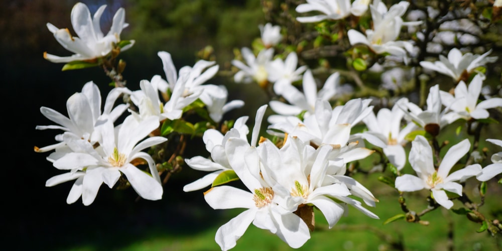 small trees with white flowers