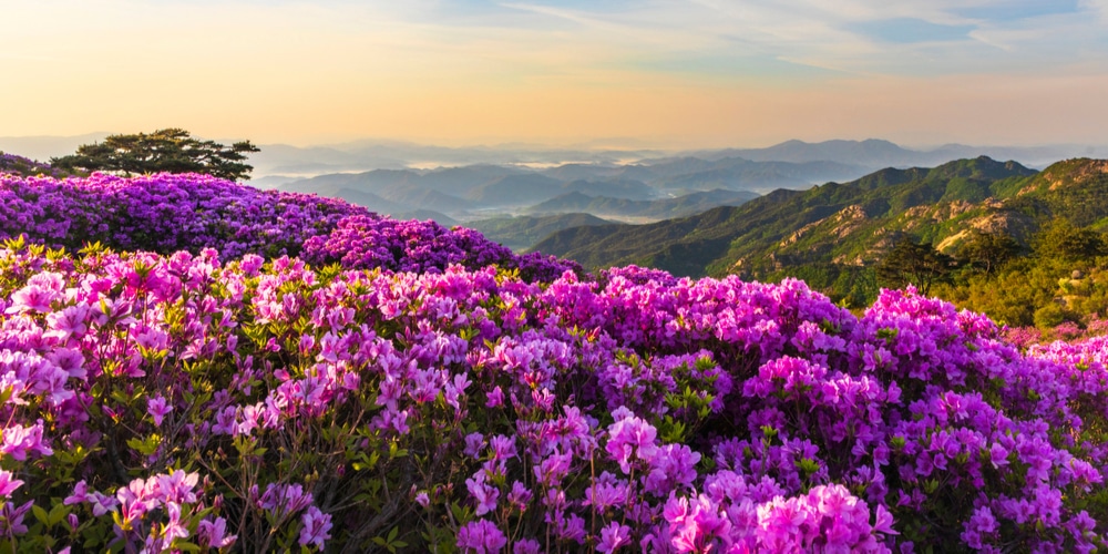 how far apart plant azaleas