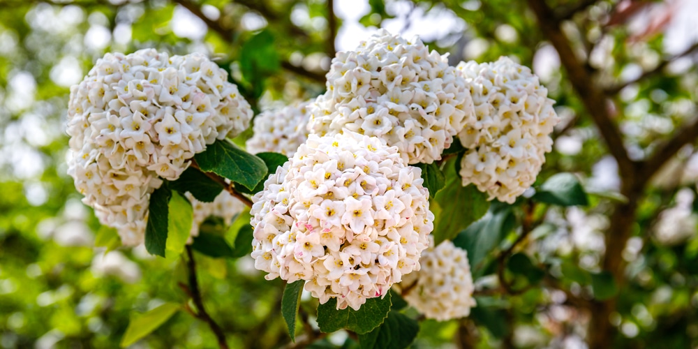 Trimming viburnum