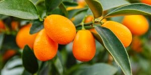Kumquat Tree Florida