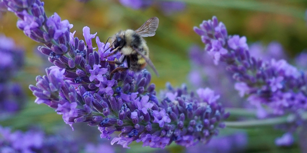 is lavender good for bees