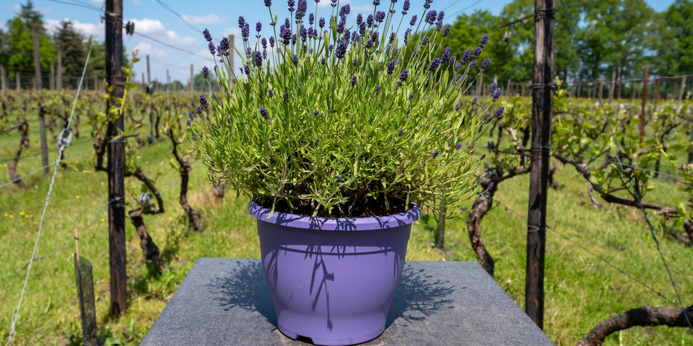 how far apart to plant lavender