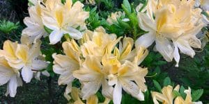 Azaleas Under Pine Trees