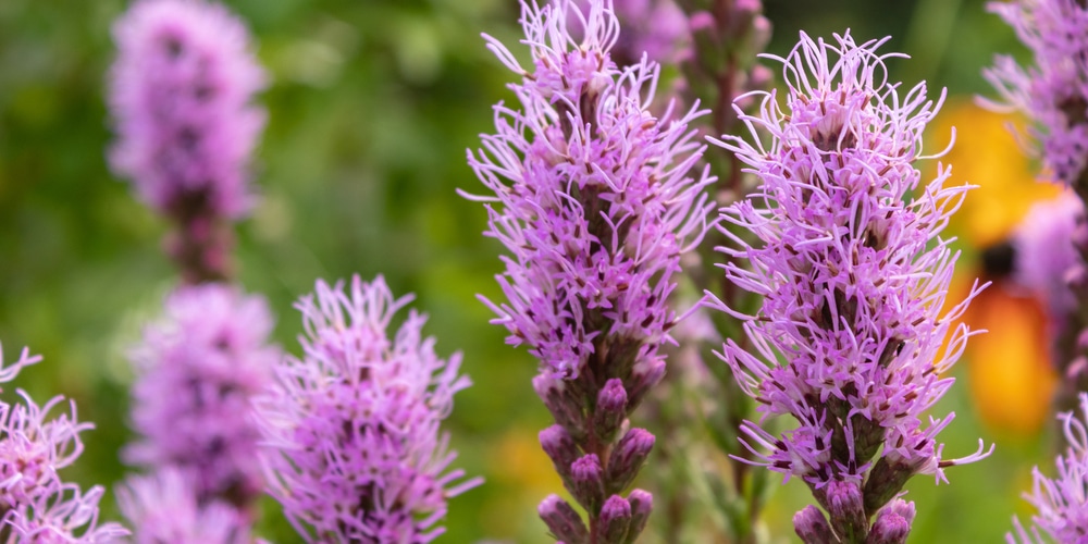 Liatris Spicata