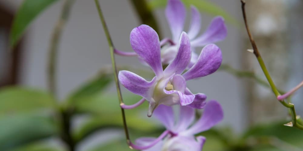 Lobelia Puberula Care