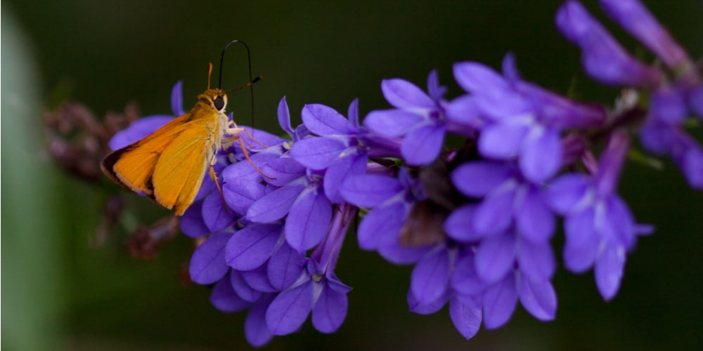 How to Grow Lobelia From Seed