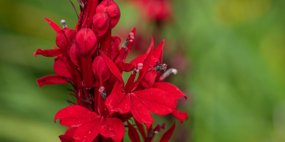 Lobelia Vulcan Red Care