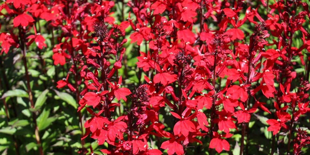 Lobelia Vulcan Red Care