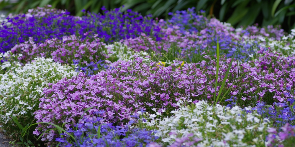 Because of this wide species range, you will find lobelia that are treated as perennials, annuals, and even shrubs. However, lobelias are all perennials
