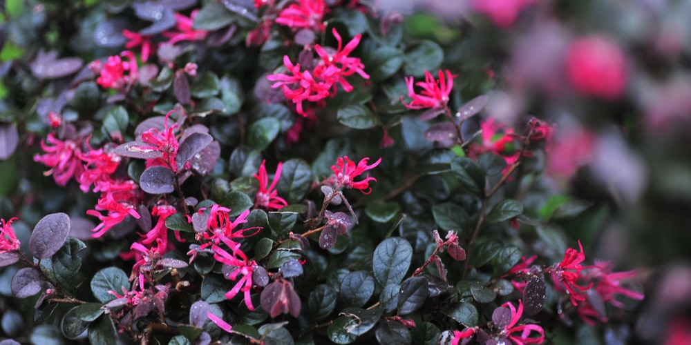 Image of Firepower nandina and loropetalum companion plants