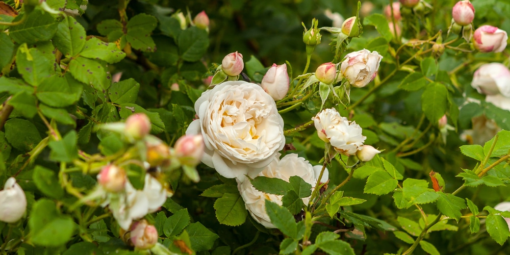 rose rootstock taking over