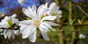 when do magnolia trees bloom in michigan