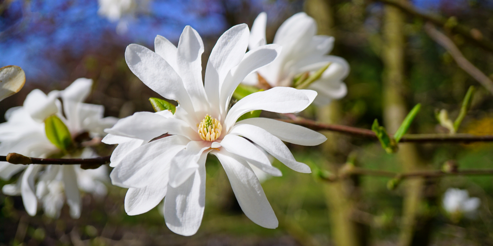 Magnolia Tree Zone 8