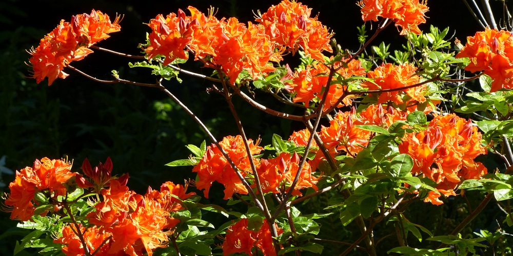 do azaleas stay green year round