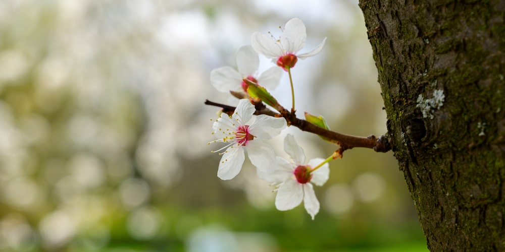 flowering trees in Georgia