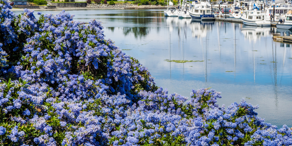 Can Lilacs Grow In Florida