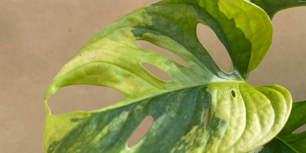 monstera leaves turning yellow