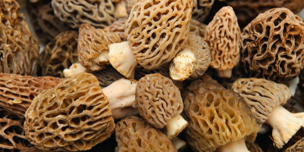 Do Morel Mushrooms Grow In Texas