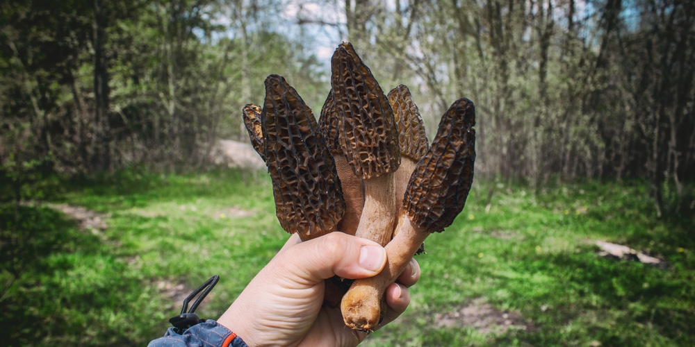 do morel mushrooms grow in georgia