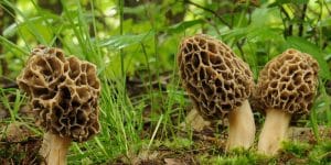 mushrooms that grow in clusters