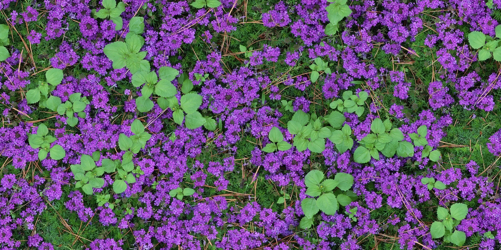 Moss Verbena