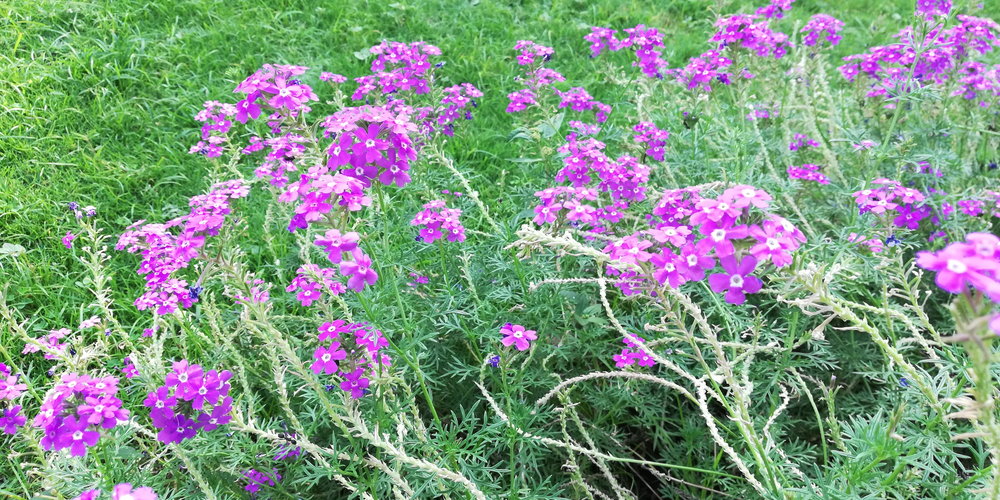 Moss Verbena