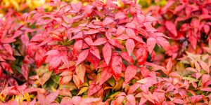 nandina planting