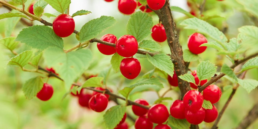 trees with red berries