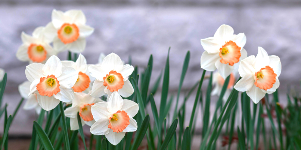 When to plant daffodil bulbs in North Carolina 