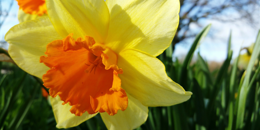 When to plant daffodil bulbs in North Carolina 
