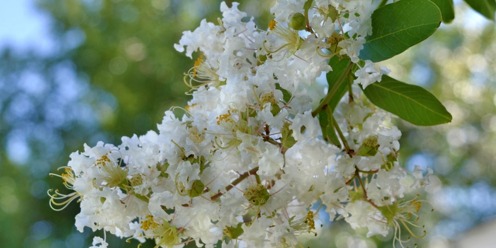 Do Honey Bees Like Crepe Myrtles