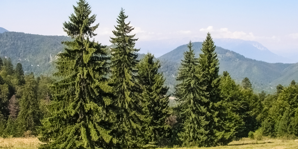 Spruce Trees in Michigan 