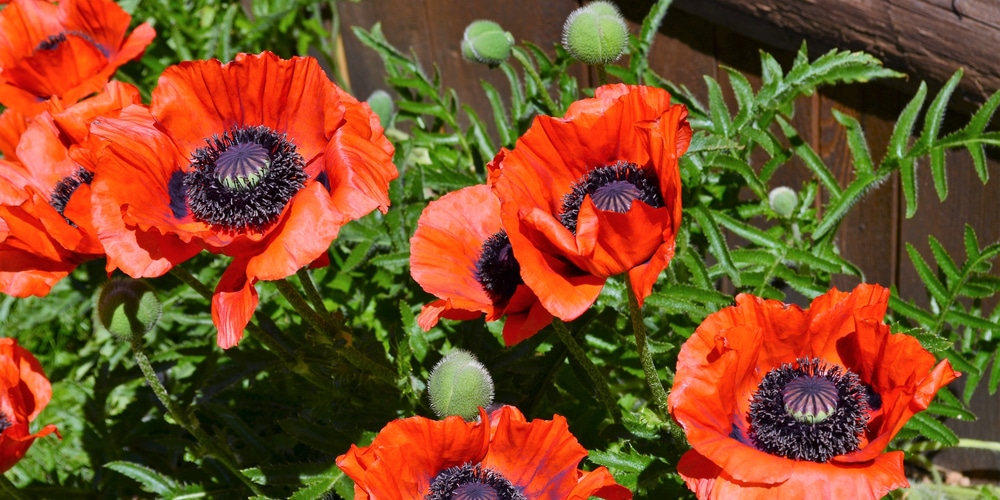 when do poppies bloom in michigan