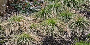 ornamental winter grasses