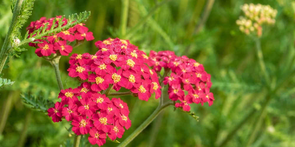 achillea paprika