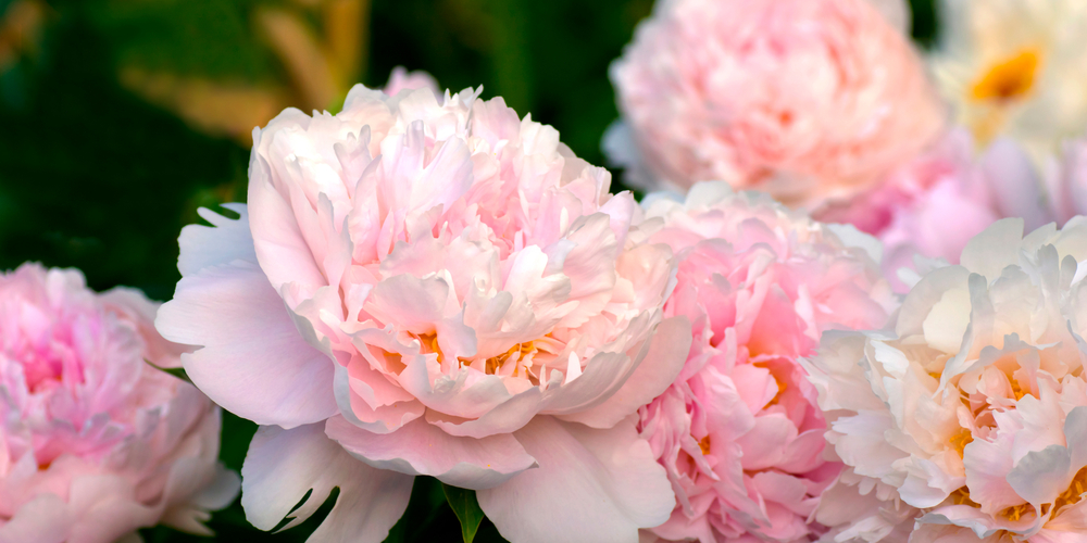 Peonies  Zone 8