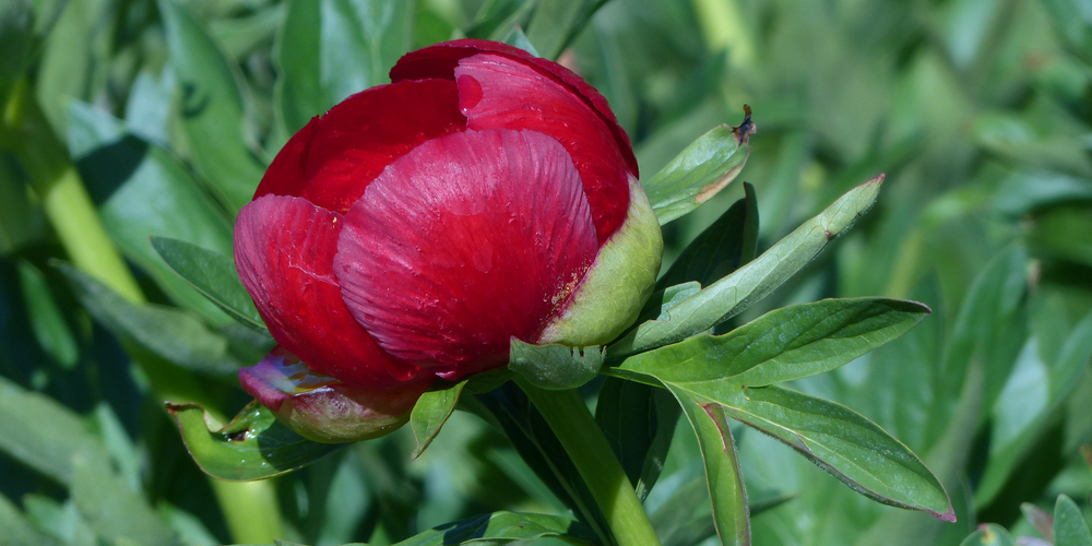 Peonies  Zone 8