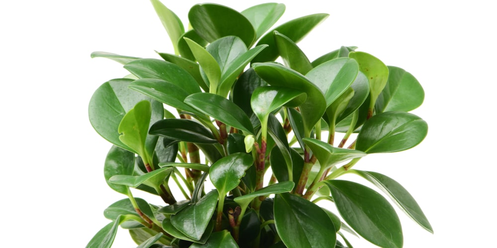 Peperomia Obtusifolia