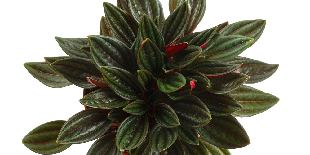 Peperomia Rosso